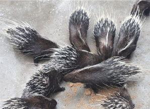 豪猪最新爆料3.0 第3张 豪猪最新爆料3.0 第3张